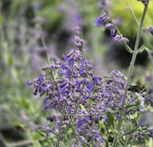 Perowskia łobodolistna Perovskie Rosyjska szałwia, lawenda Blue Spire