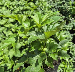 Zawilec hupeheński Anemone hupehensis Prinz Heinrich