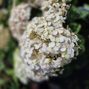 Hortensja krzewiasta Bella Ragazza® Blanchetta 