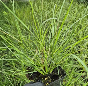 Rozplenica japońska Pennisetum alopecuroides Burgundy Bunny