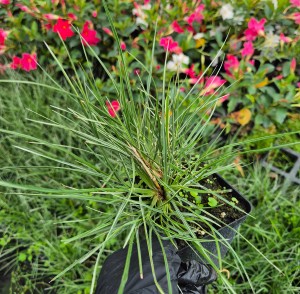 Rozplenica japońska Pennisetum alopecuroides Little Honey