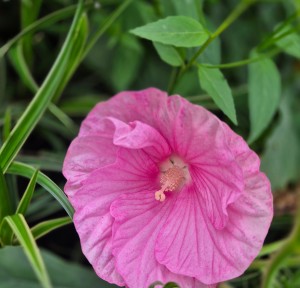 Hibiskus bylinowy Hibiscus Pink Wheel