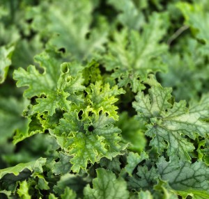 Żurawka Lime Swizzle Heuchera