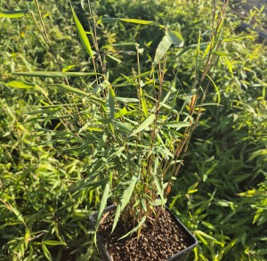 Bambus ogrodowy Fargesia Scabrida Asian Wonder
