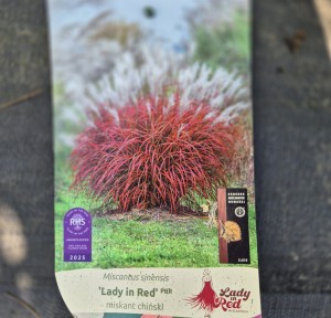 Miskant chiński Lady in Red PBR Miscanthus sinensis