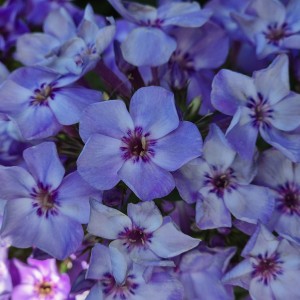 Floks wiechowaty Phlox paniculata Blue Dolphin