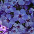15598.jpg