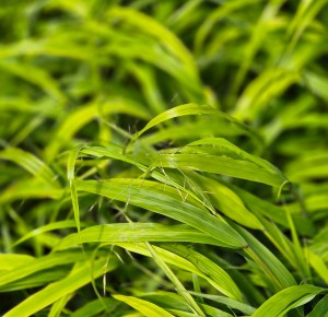 Trawa bambusowa Hakonechloa macra