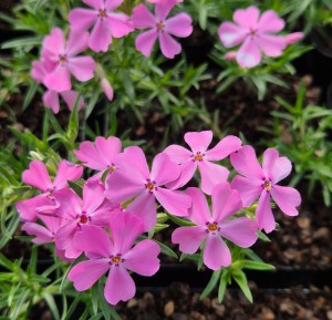 Floks Płomyk szydlasty Phlox subulata Spring Soft Pink