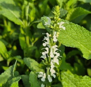 Szałwia omszona Salvia nemorosa Alba (Adrian)