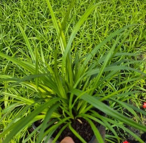 Turzyca Morrowa, pagórkowa Carex Morrowi Irish Green