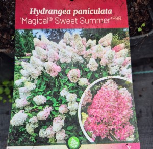 Hortensja Bukietowa Magical Sweet Summer