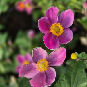 Zawilec Anemone Summer Breeze Kiss