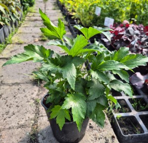 Zawilec hupeheński Anemone hupehensis Prinz Heinrich