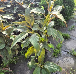 Hortensja kosmata/omszona Hydrangea aspera Hot Chocolate