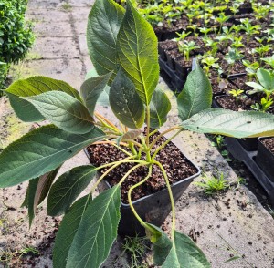 Hortensja kosmata/omszona Hydrangea aspera Rosemary Foster