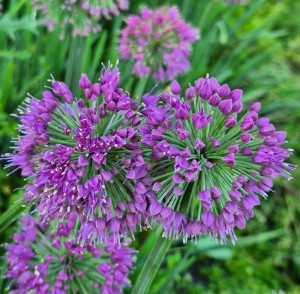 Czosnek Ozdobny Allium hybrida Lavender Bubbles