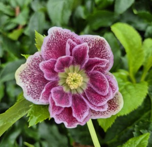 Ciemiernik wschodni Helleborus orientalis Glamour Purple Flame