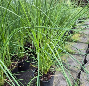 Trawa pampasowa Cortaderia selloana Sunningdale Silver 