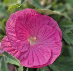 Hibiskus bylinowy Hibiscus Pink Wheel
