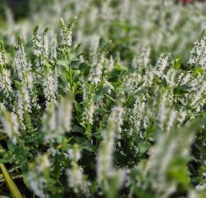 Szałwia omszona Salvia nemorosa Alba (Adrian)