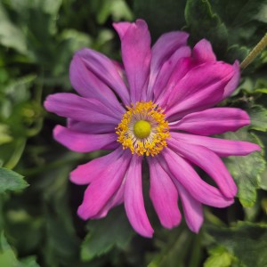 Zawilec hupeheński Anemone hupehensis Prinz Heinrich