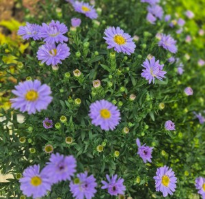 Aster dumosus krzaczasty Aqua Compact