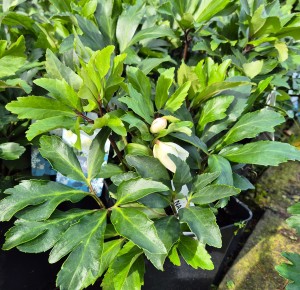 Ciemiernik biały Helleborus Niger Awesome! Nagano™ 