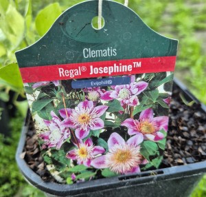Clematis Regal® Josephine™