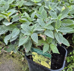 Hortensja bukietowa Hydrangea paniculata Mojito
