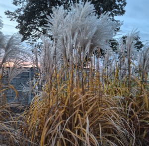 Miskant chiński Memory Miscanthus