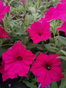 Petunia Supertunia Vista Fuchsia