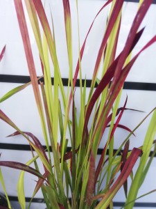 Imperata cylindryczna Red Baron trawa ozdobna 3L