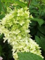 IMG_20200711_132501.jpg