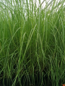 Trawa Pampasowa White Feather 7,5L