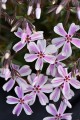 Phlox Candy Stripe_76262_1.jpg