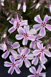 Floks Płomyk szydlasty Phlox subulata Spring Candy Stripes