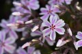 Phlox Candy Stripe_76262_2.jpg