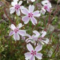 Phlox Candy Stripe_76262_3.jpg
