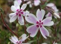 Phlox Candy Stripe_76262_4.jpg