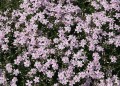 Phlox Candy Stripe_76262_5.jpg