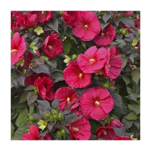 Hibiskus bylinowy Hibiscus "Summerific" Mars Madness