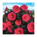 hibiscus_summerific_mars_madness_3.jpg