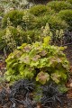Heuchera Delta Dawn_73786_1.jpg