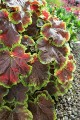Heuchera Delta Dawn_73786_2.jpg
