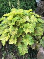 Heuchera Delta Dawn_73786_3.jpg