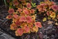 Heuchera Delta Dawn_73786_4.jpg