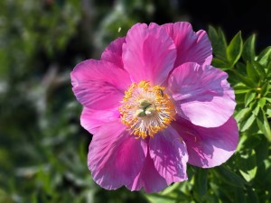 Piwonia chińska Paeonia lactiflora Peter Brand