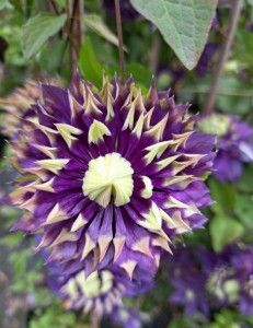 Clematis Taiga Powojnik