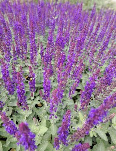 Szałwia omszona Salute Deep Blue